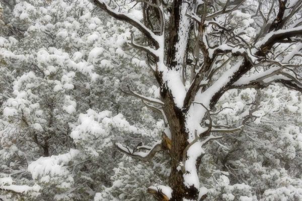 UT, Juniper and pines blanketed with fresh snow